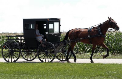 Amish_buggy.jpg