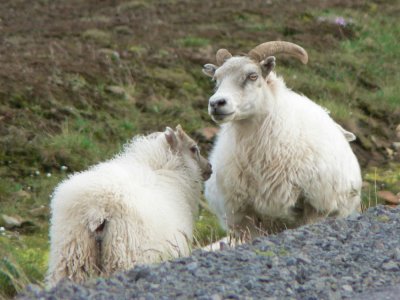 Icelandic sheep I