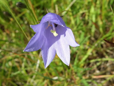 Bluebell bellflower