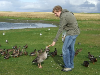 Feeding a goose