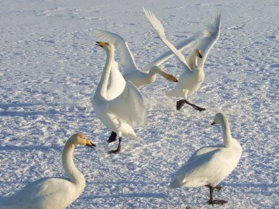 Svanadans