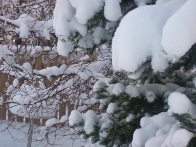 Snow in my garden