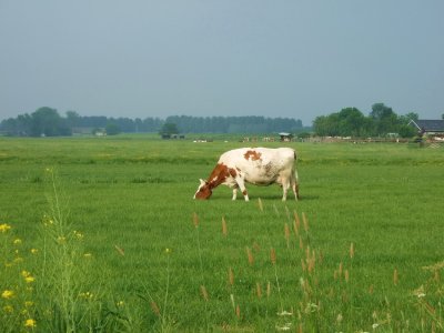 Dutch countryside II