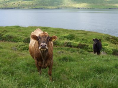 Icelandic cows