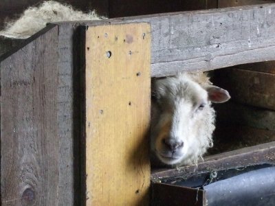 Sheep at home