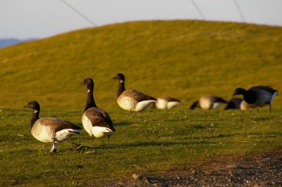 Brent geese