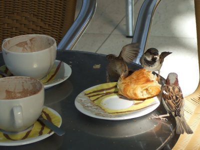 Three sparrows having dinner