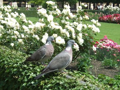 Wood pigeons