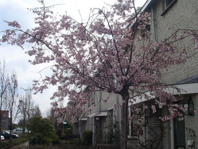 Spring in Kapelle