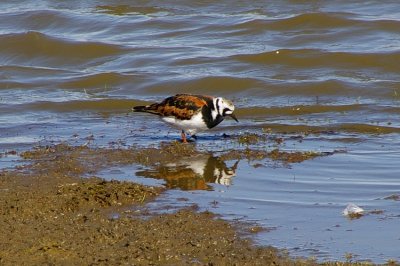 Ruddy Turnstone