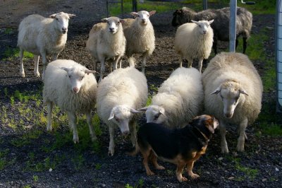 Mlan at the farm