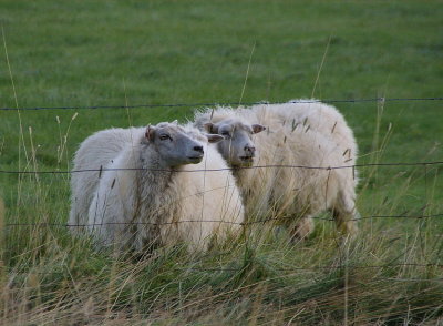 Icelandic sheep II