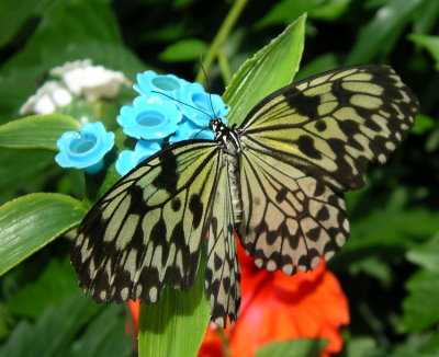 Butterfly I