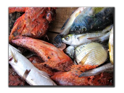 Poissons Apollonas