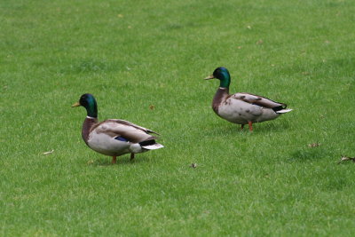 IMG_7343.jpg