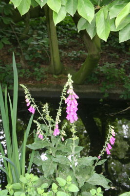 IMG_7356.jpg