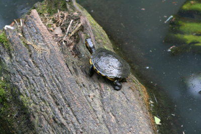 IMG_7450.jpg