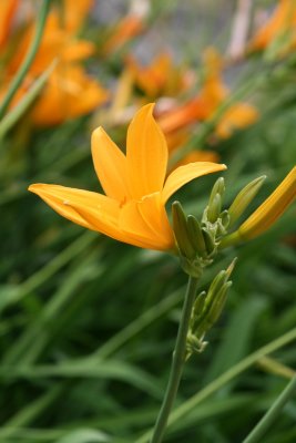 IMG_7476.jpg
