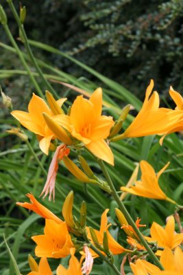 IMG_7477.jpg