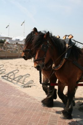 IMG_4937.jpg