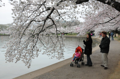 Cherry Blossoms along Tidal Basin, Washington, D.C.