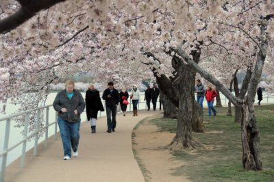 Cherry Blossoms along Tidal Basin, Washington, D.C.