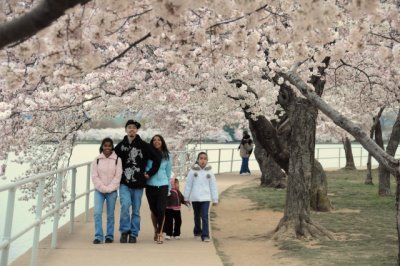 Cherry Blossoms along Tidal Basin, Washington, D.C.