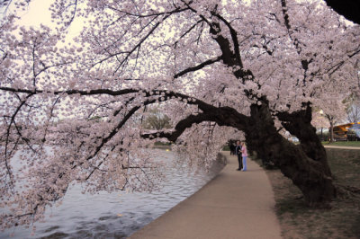 Cherry Blossoms along Tidal Basin, Washington, D.C.