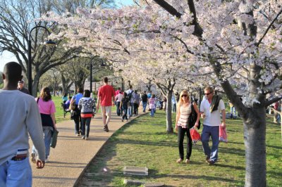 Cherry Blossoms in Washington, D.C.