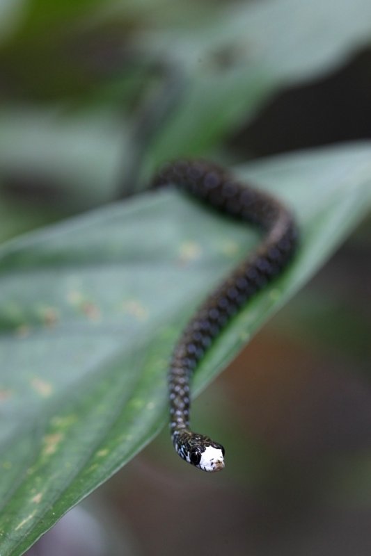 White nose water snake