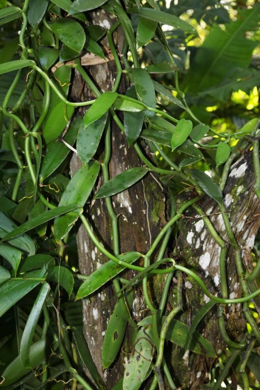 Vanilla vine