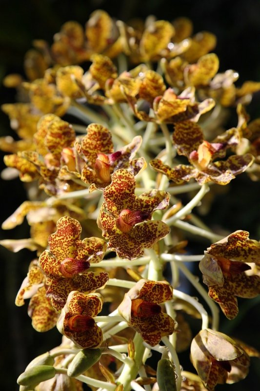 Grammatophyllum speciosum.
