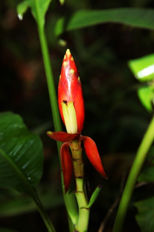 Wild banana flower