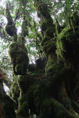 Mossy or Cloud forest
