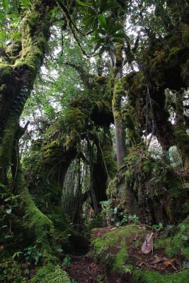 Mossy or Cloud forest