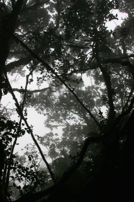 Mossy or Cloud forest