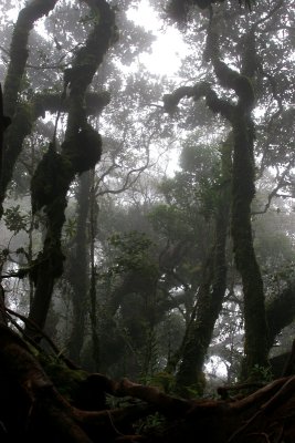 Mossy or Cloud forest