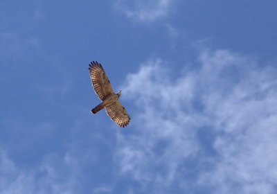 Crested Honey-Buzzard