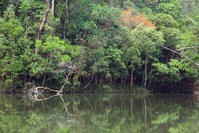 Buaya Sangkut Upper Waterfalls