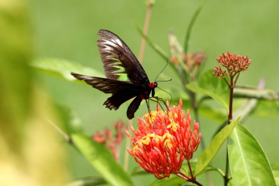 Raja Brooke Birdwings Butterfly (female)