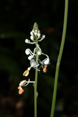 Ground orchid