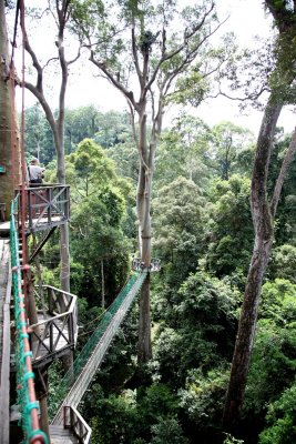 Danum Valley, Sabah, Malaysia - Landscape