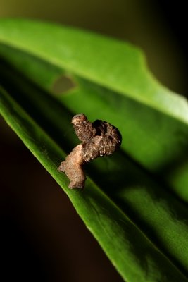 Danum Valley, Sabah, Malaysia - Fauna