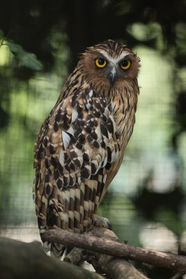 Fish Owl