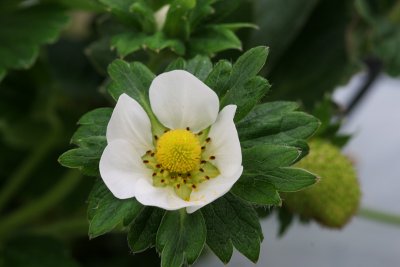 Strawberry flower