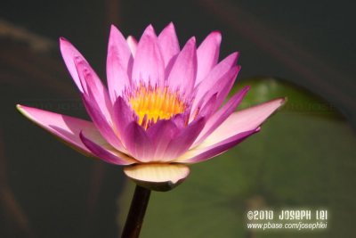 Wetland Park, Hong Kong