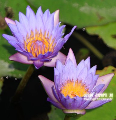 Wetland Park, Hong Kong