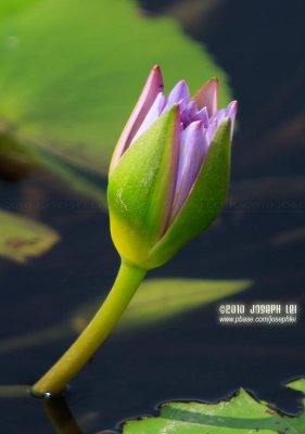 Wetland Park, Hong Kong