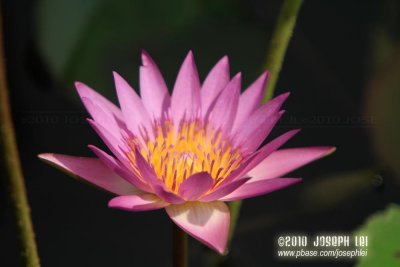 Wetland Park, Hong Kong