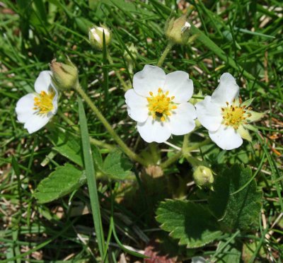 Wild Strawberries - Comments Added -